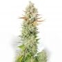 Sour Grape Widow Feminized Marijuana Strain by Ultra Genetics For Sale Online at Cannabis Seeds Outlet