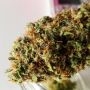 Ultra Genetics Sour Grape Widow Smoke Buds Weed Ganja Skunk Dope Pot Images Pics Nuggets