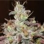 Sugar Tits Regular Marijuana Strain by Ultra Genetics For Sale Online at Cannabis Seeds Outlet