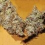 Sugar Tits Regular by Ultra Genetics THC Content Potency Strength CBD Height Yield Flowering Time Indica Sativa Genetics