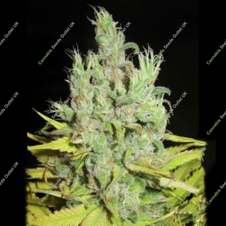 Super Silver Grapefruit Feminized Marijuana Strain by Ultra Genetics For Sale Online at Cannabis Seeds Outlet