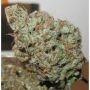 Ultra Genetics Super Silver Grapefruit Smoke Buds Weed Ganja Skunk Dope Pot Images Pics Nuggets