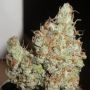 Super Silver Grapefruit Feminized by Ultra Genetics THC Content Potency Strength CBD Height Yield Flowering Time Indica Sativa G