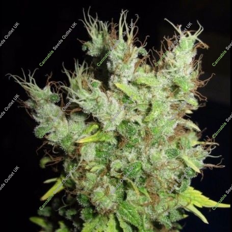 Super Silver Martian Haze Regular Marijuana Strain by Ultra Genetics For Sale Online at Cannabis Seeds Outlet