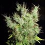 Super Silver Martian Haze Regular Marijuana Strain by Ultra Genetics For Sale Online at Cannabis Seeds Outlet