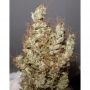 Ultra Genetics Super Silver Martian Haze Smoke Buds Weed Ganja Skunk Dope Pot Images Pics Nuggets