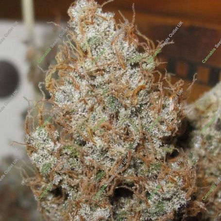 Afro Jam Haze Regular Marijuana Strain by Ultra Genetics For Sale Online at Cannabis Seeds Outlet