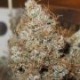 Afro Jam Haze Regular Marijuana Strain by Ultra Genetics For Sale Online at Cannabis Seeds Outlet
