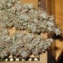 Ultra Genetics Afro Jam Haze Smoke Buds Weed Ganja Skunk Dope Pot Images Pics Nuggets