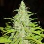 Fruit Cocktail Feminized Marijuana Strain by Ultra Genetics For Sale Online at Cannabis Seeds Outlet