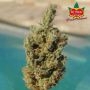 Ultra Genetics Fruit Cocktail Smoke Buds Weed Ganja Skunk Dope Pot Images Pics Nuggets
