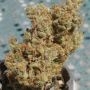 Fruit Cocktail Feminized by Ultra Genetics THC Content Potency Strength CBD Height Yield Flowering Time Indica Sativa Genetics