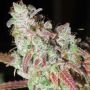 Sour Grape Kush S1 Feminized Marijuana Strain by Ultra Genetics For Sale Online at Cannabis Seeds Outlet