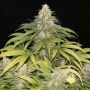 Ultra Genetics Sour Grape Kush S1 Smoke Buds Weed Ganja Skunk Dope Pot Images Pics Nuggets