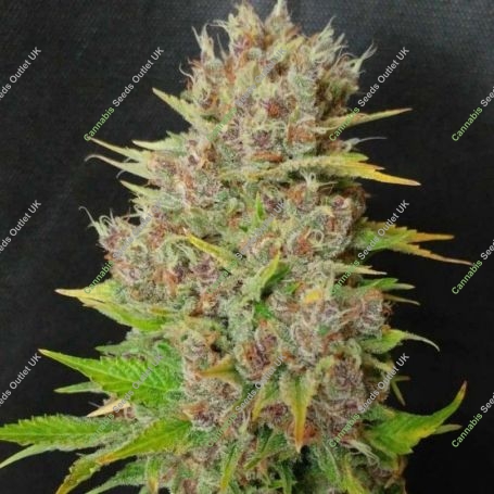 Mendo grape Widow Feminized Marijuana Strain by Ultra Genetics For Sale Online at Cannabis Seeds Outlet