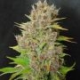 Mendo grape Widow Feminized Marijuana Strain by Ultra Genetics For Sale Online at Cannabis Seeds Outlet