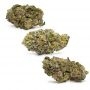 Ultra Genetics Mendo grape Widow Smoke Buds Weed Ganja Skunk Dope Pot Images Pics Nuggets