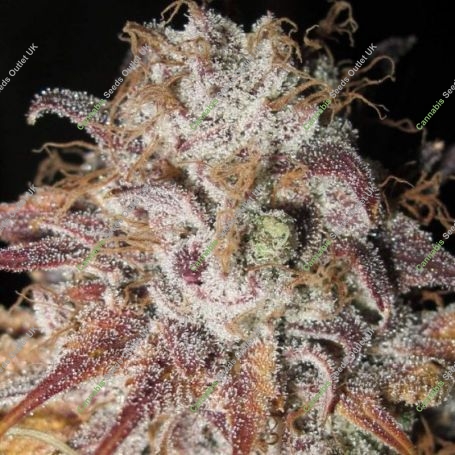 Titty Twister Feminized Marijuana Strain by Ultra Genetics For Sale Online at Cannabis Seeds Outlet