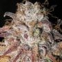 Titty Twister Feminized Marijuana Strain by Ultra Genetics For Sale Online at Cannabis Seeds Outlet