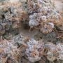 Ultra Genetics Titty Twister Smoke Buds Weed Ganja Skunk Dope Pot Images Pics Nuggets