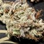 Titty Twister Feminized by Ultra Genetics THC Content Potency Strength CBD Height Yield Flowering Time Indica Sativa Genetics