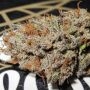 Super Silver Mandarin Feminized Marijuana Strain by Ultra Genetics For Sale Online at Cannabis Seeds Outlet