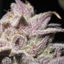Ultra Genetics Super Silver Mandarin Smoke Buds Weed Ganja Skunk Dope Pot Images Pics Nuggets