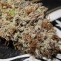 Super Silver Mandarin Feminized by Ultra Genetics THC Content Potency Strength CBD Height Yield Flowering Time Indica Sativa Gen