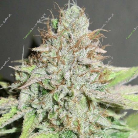 Terpatron 3000 Regular Marijuana Strain by Ultra Genetics For Sale Online at Cannabis Seeds Outlet
