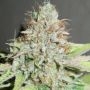 Terpatron 3000 Regular Marijuana Strain by Ultra Genetics For Sale Online at Cannabis Seeds Outlet