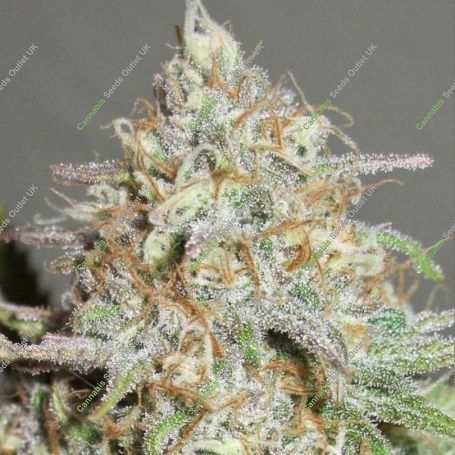 Yum Bongo Feminized Marijuana Strain by Ultra Genetics For Sale Online at Cannabis Seeds Outlet