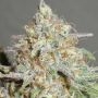 Yum Bongo Feminized Marijuana Strain by Ultra Genetics For Sale Online at Cannabis Seeds Outlet
