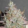 Ultra Genetics Yum Bongo Smoke Buds Weed Ganja Skunk Dope Pot Images Pics Nuggets