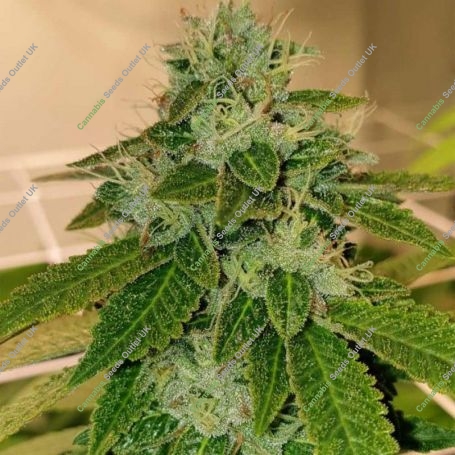 Cheese Feminized Marijuana Strain by Original Big Buddha Farm For Sale Online at Cannabis Seeds Outlet