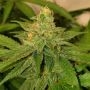 Original Big Buddha Farm Cheese Smoke Buds Weed Ganja Skunk Dope Pot Images Pics Nuggets