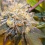 Cheese Feminized by Original Big Buddha Farm THC Content Potency Strength CBD Height Yield Flowering Time Indica Sativa Genetics