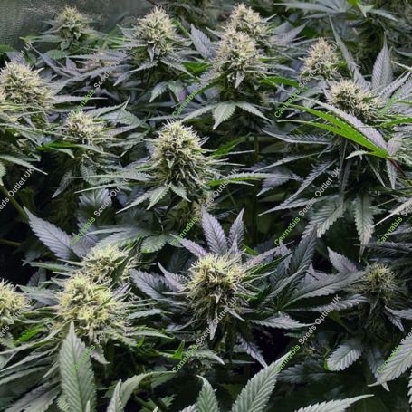 Auto Cheese Feminized Marijuana Strain by Original Big Buddha Farm For Sale Online at Cannabis Seeds Outlet
