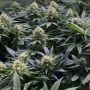 Auto Cheese Feminized Marijuana Strain by Original Big Buddha Farm For Sale Online at Cannabis Seeds Outlet