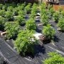 Original Big Buddha Farm Auto Cheese Smoke Buds Weed Ganja Skunk Dope Pot Images Pics Nuggets
