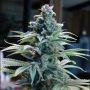 Auto Cheese Feminized by Original Big Buddha Farm THC Content Potency Strength CBD Height Yield Flowering Time Indica Sativa Gen