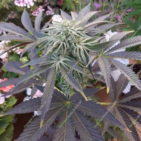 Biscotti x Off Road Feminized Marijuana Strain by Original Big Buddha Farm For Sale Online at Cannabis Seeds Outlet