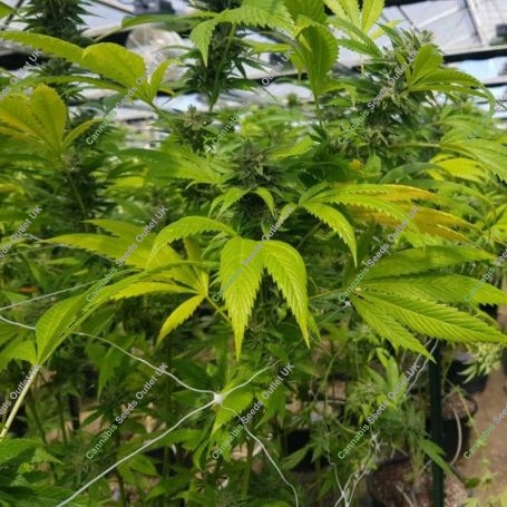 CBD Cheese Feminized Marijuana Strain by Original Big Buddha Farm For Sale Online at Cannabis Seeds Outlet