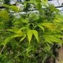 CBD Cheese Feminized Marijuana Strain by Original Big Buddha Farm For Sale Online at Cannabis Seeds Outlet