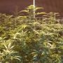 Original Big Buddha Farm CBD Cheese Smoke Buds Weed Ganja Skunk Dope Pot Images Pics Nuggets