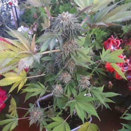 Off Road Feminized Marijuana Strain by Original Big Buddha Farm For Sale Online at Cannabis Seeds Outlet