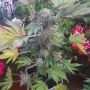 Off Road Feminized Marijuana Strain by Original Big Buddha Farm For Sale Online at Cannabis Seeds Outlet