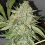 Original Big Buddha Farm Off Road Smoke Buds Weed Ganja Skunk Dope Pot Images Pics Nuggets