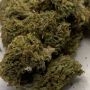 Off Road Feminized by Original Big Buddha Farm THC Content Potency Strength CBD Height Yield Flowering Time Indica Sativa Geneti