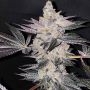 Apple Fudge Feminized Marijuana Strain by Grounded Genetics For Sale Online at Cannabis Seeds Outlet