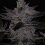 Grounded Genetics Apple Fudge Smoke Buds Weed Ganja Skunk Dope Pot Images Pics Nuggets
